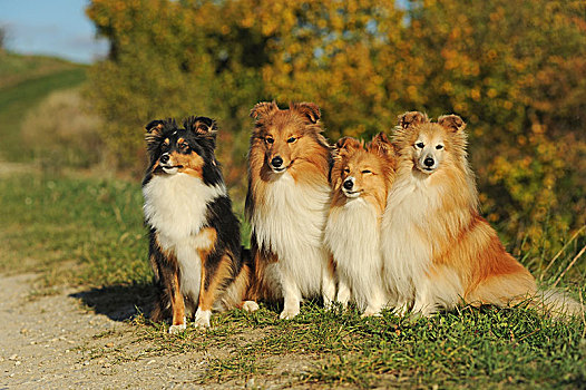喜乐蒂犬,设得兰牧羊犬,三色,几个,狗,坐,靠近,相互,德国,欧洲