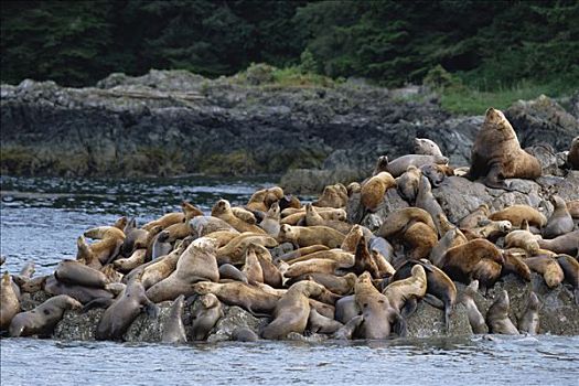北海狮,群,聚集,岩石上,西部,兄弟,岛屿,阿拉斯加