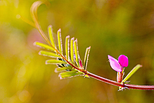 花卉