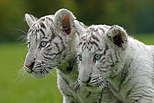 白色,虎,两个,小动物,户外,头像