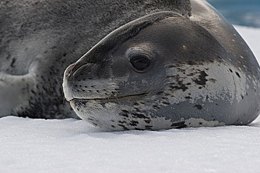 海豹,休息,浮冰,南极
