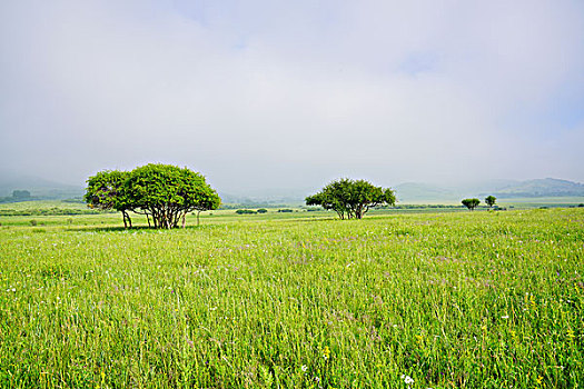 草原,牧场,绿草,旷野