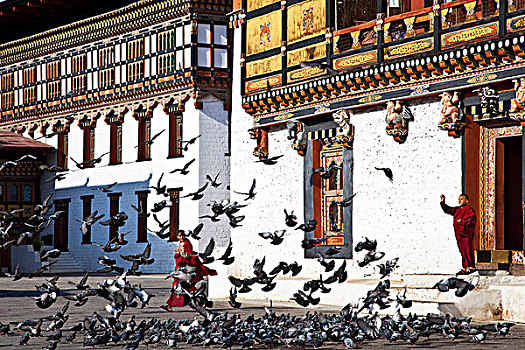亚洲,廷布,宗派寺院,不丹,庙宇,要塞,巨大,白色,建筑,院落,木质,楼梯,露台,漂亮,家,僧侣,新信徒,稻米,鸽子