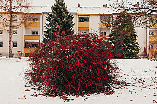 红色,灌木,冬天