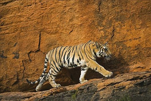 孟加拉虎,虎,11个月,老,幼兽,走,岩石,石台,正面,红崖,四月,干燥,季节,班德哈维夫国家公园,印度