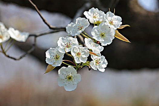 梨花,梨树,春天