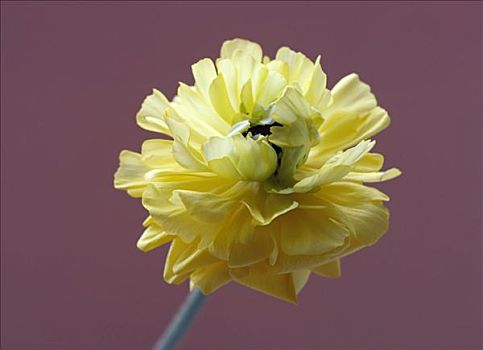 花毛茛,黄花