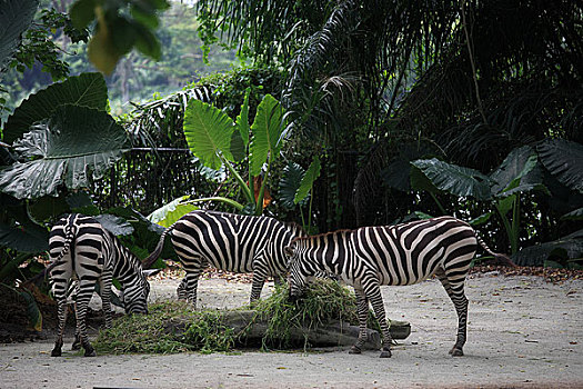 新加坡动物园斑马