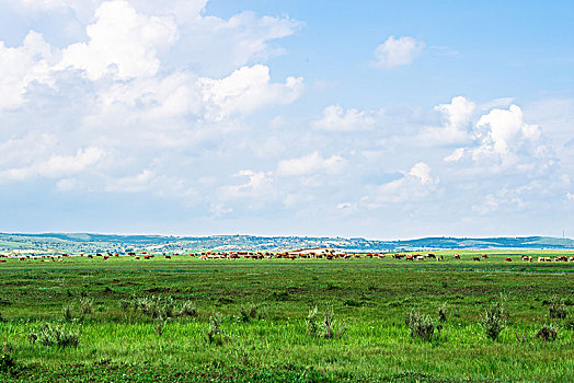 乌兰布统的草原