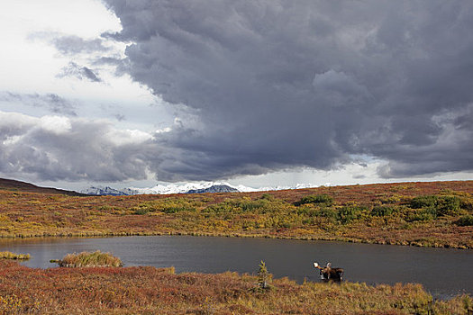 驼鹿,站立,喝,水塘,围绕,彩色,秋天,苔原,乌云,背景,德纳里峰国家公园,室内,阿拉斯加