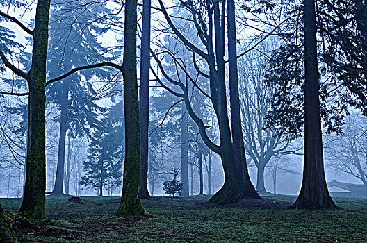 树,雾,史坦利公园,温哥华,不列颠哥伦比亚省,加拿大