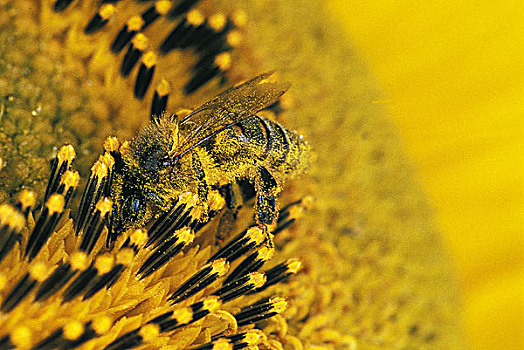蜜蜂,意大利蜂,成年,向日葵,花粉,身体,诺曼底