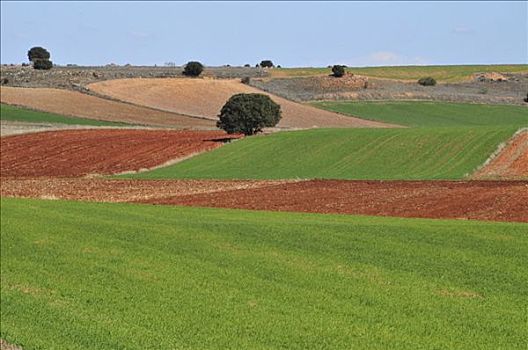 特色,农业,风景,地点,圆点,树,靠近,阿尔瓦塞特省,西班牙