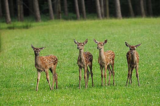 四个,幼兽,赤鹿,鹿属,鹿,草地