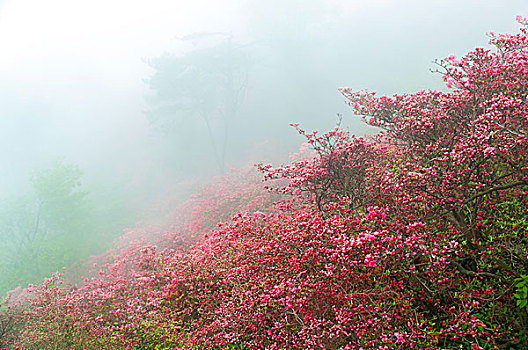 麻城杜鹃花