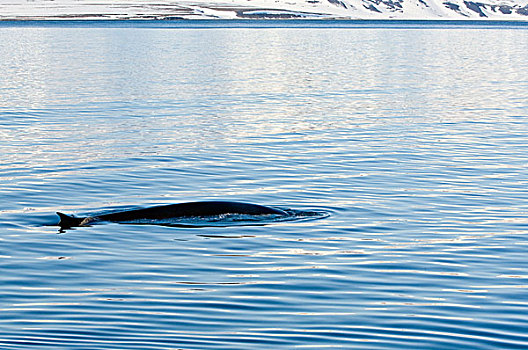 挪威,鳍鲸,斯瓦尔巴群岛