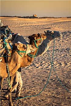 贝都因人,旅游,骆驼,短小,游客,开端,门,撒哈拉沙漠