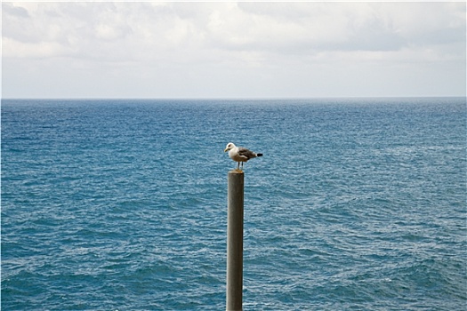 海鸥,飞行,意大利,海岸
