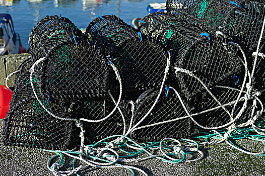 螃蟹,渔网,罗加兰郡,挪威,欧洲