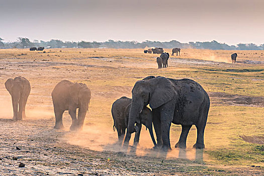 博茨瓦纳,乔贝国家公园,小象,非洲象,踢,向上,灰尘