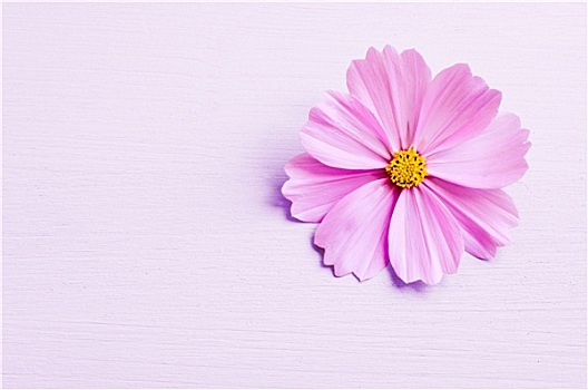 粉色,花