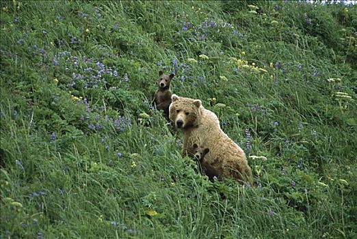 大灰熊,棕熊,母亲,卡特麦国家公园,阿拉斯加