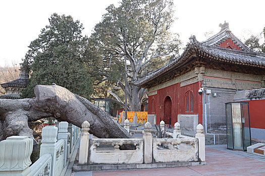 全国文保北京戒台寺