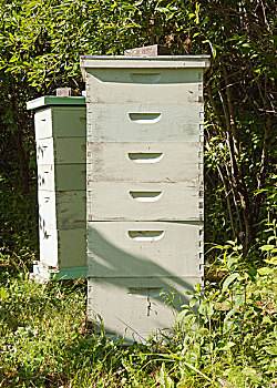 蜂巢,蜂场