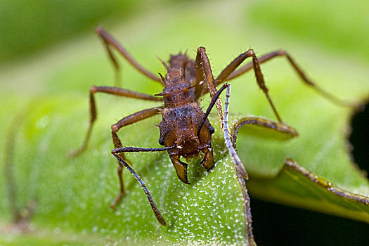 蚂蚁,蚁科,切,叶子,哥斯达黎加