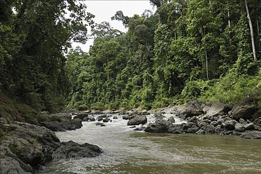 河,飘动,低地,雨林,丹浓谷保护区,婆罗洲,马来西亚