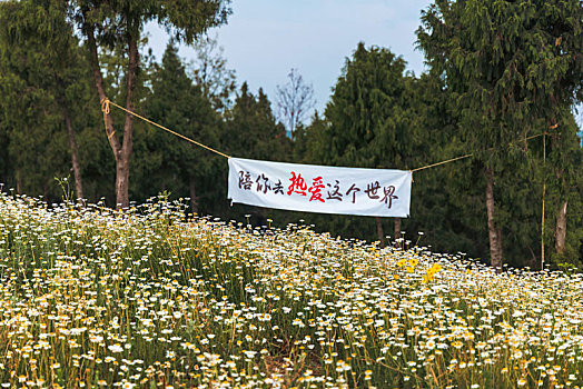 洋甘菊开花时节