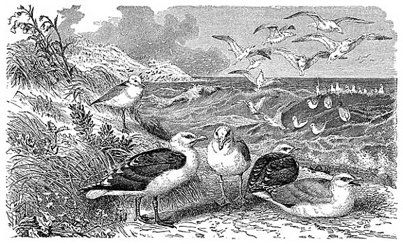历史,动物,绘画,大黑背鸥,银鸥,19世纪
