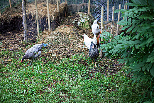 鸡肉,花园