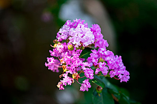 夏天常见盛开的花朵,紫薇,又称痒痒花,紫兰花