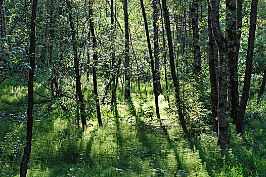 绿色,树林,瑞典