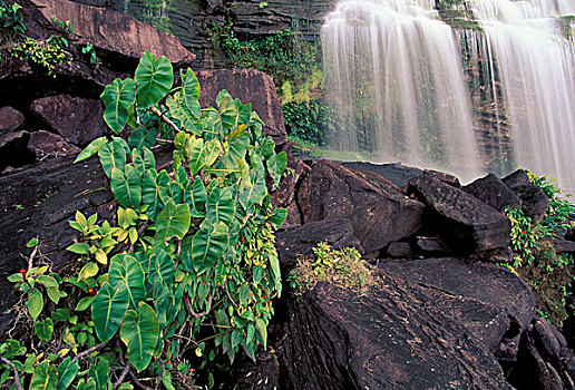 委内瑞拉,卡奈伊玛国家公园,瀑布