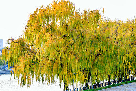 深秋时节外秦淮河河畔黄色的垂柳