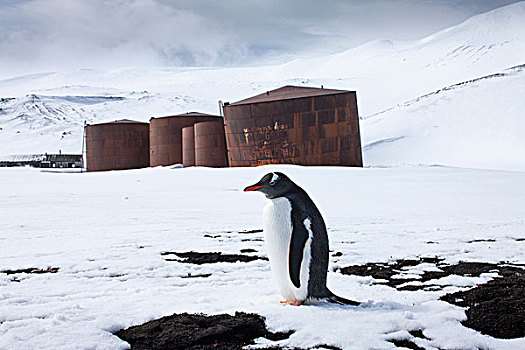 南极,南设得兰群岛,巴布亚企鹅,站立,雪中,靠近,油罐,小湾,欺骗岛