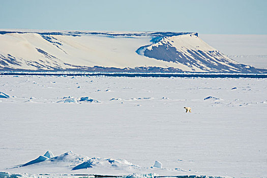 挪威,斯瓦尔巴特群岛,海峡,北极熊,走,浮冰