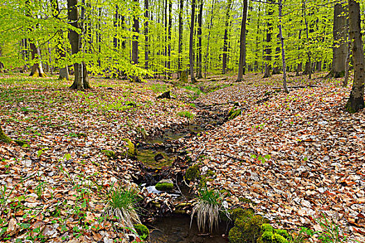 溪流,树林,黑森州,德国