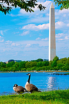 华盛顿纪念碑,潮汐,盆地,华盛顿特区,美国