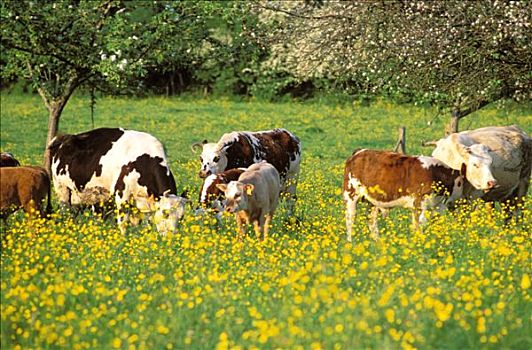 母牛,幼兽,草原