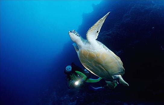 绿海龟,潜水者,龟类