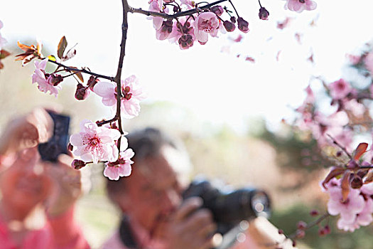 特写,樱花,枝条,照相,背景,春天,北京