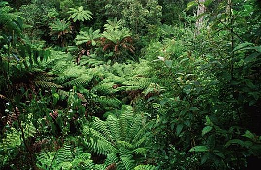 雨林,蕨类,澳大利亚