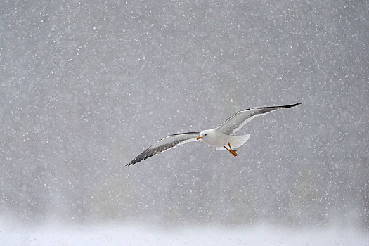 小黑背鸥,飞,重,暴风雪,北方,芬兰,欧洲