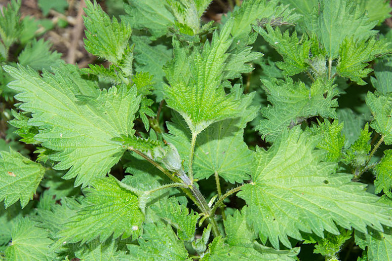 荨麻_荨麻属_自然_健康_药草_高清图片_全景视觉