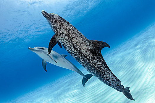 大西洋点斑原海豚,花斑原海豚,小动物,巴哈马浅滩,巴哈马,中美洲