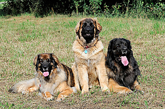 三个,狗,养狗,巴登符腾堡,德国,欧洲
