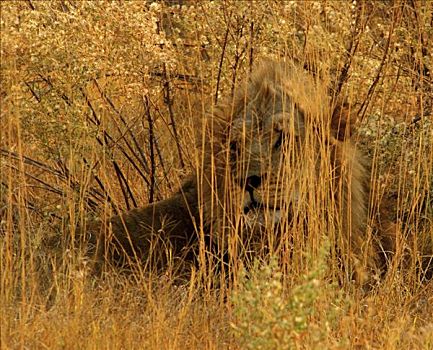 狮子,休息,地点,奥卡万戈三角洲,博茨瓦纳